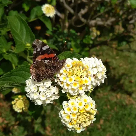Lägenhet Villas La Flamenca La Matanza De Acentejo
